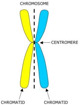 CELL CYCLE, MITOSIS AND MEIOSIS NOTES DNA - Genetic information is stored in the DNA strand in the form of genes.