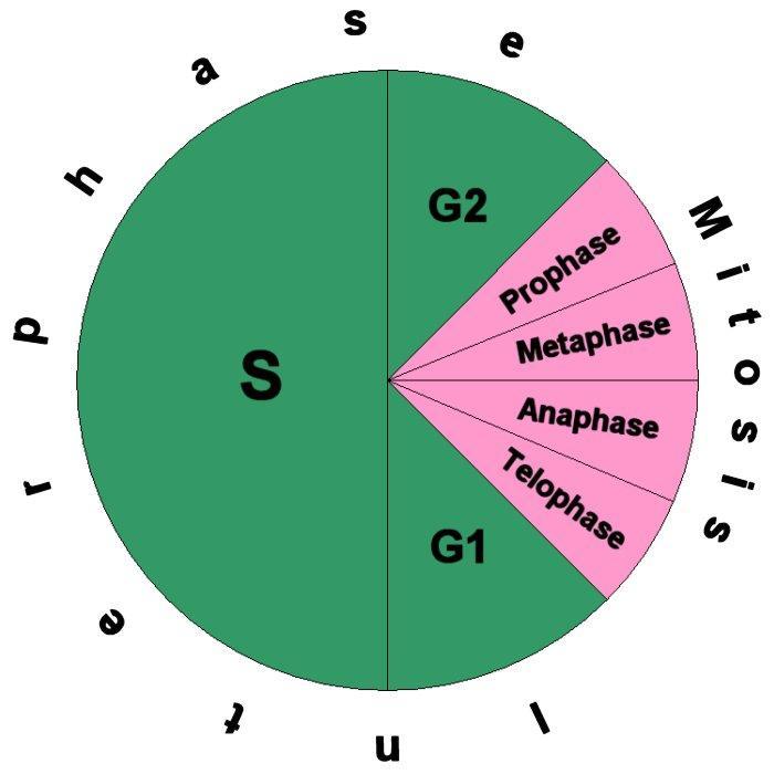 CELL CYCLE the sequence of events that occurs in a cell from mitosis to mitosis 5 events -3 phases of Interphase, G 1, S, G 2 -Mitosis -Cytokinesis (which is really a part of mitosis) INTERPHASE the