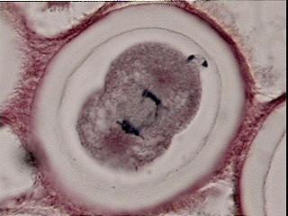 cytoplasm, this is really a part of Telophase In animal cells cell pinches inward forming a cleavage furrow to form two new daughter cells In