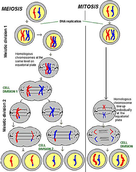 Comparison of Meiosis and Mitosis MEIOSIS RESULTS 4 HALPLOID