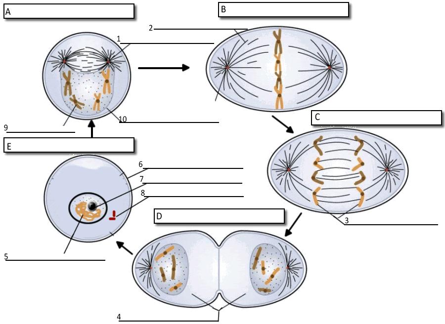 MITOSIS 11. What moves the chromatids during mitosis? 12. What anchors the spindle? 13. What are the four phases of mitosis? 14. How many daughter cells are created from mitosis and cytokinesis? 15.