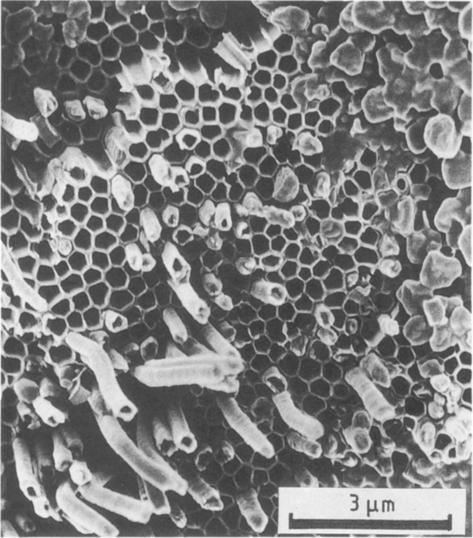 High-resolution Figure 12 One region of the membrane with lower pore density and non-hexagonal pores. Figure 10 Polypyrrole fibres having different lengths.