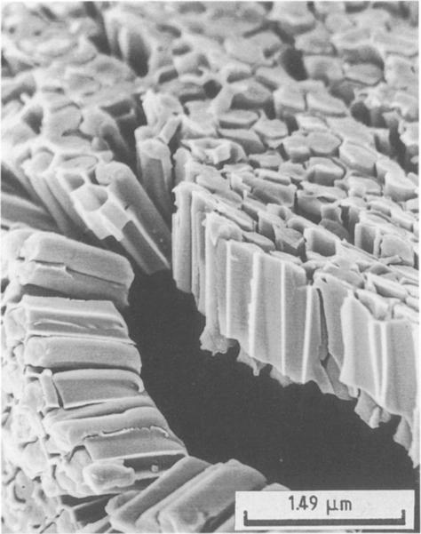 host-membrane pore and the fibre.