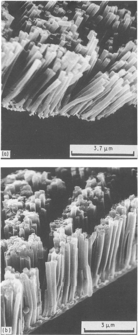 Figure 17 Polypyrrole fibre grown (for propylene carbonate systems) at different times: (a) 5 rain, (b) 20 rain, (c) 40 min. 35 3O ACN 25 20 PC 5 spectively.