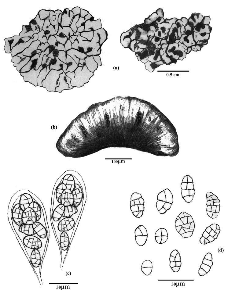 281 Haji Moniri & Kamyabi IRAN. J. BOT. 17 (2), 2011 Fig. 6. Schematic pictures of thallus and reproductive organ in Rhizocarpon viridiatrum: (a). Thallus with flattened marginal areoles, (b).