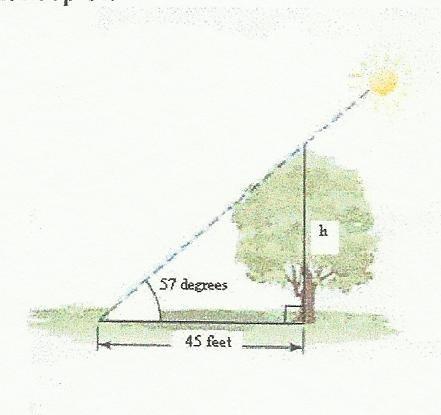 Find the height of the tree if its shadow length is 45 feet. What is the distance from the top of the tree to the point in the ground made by the shadow? 7.