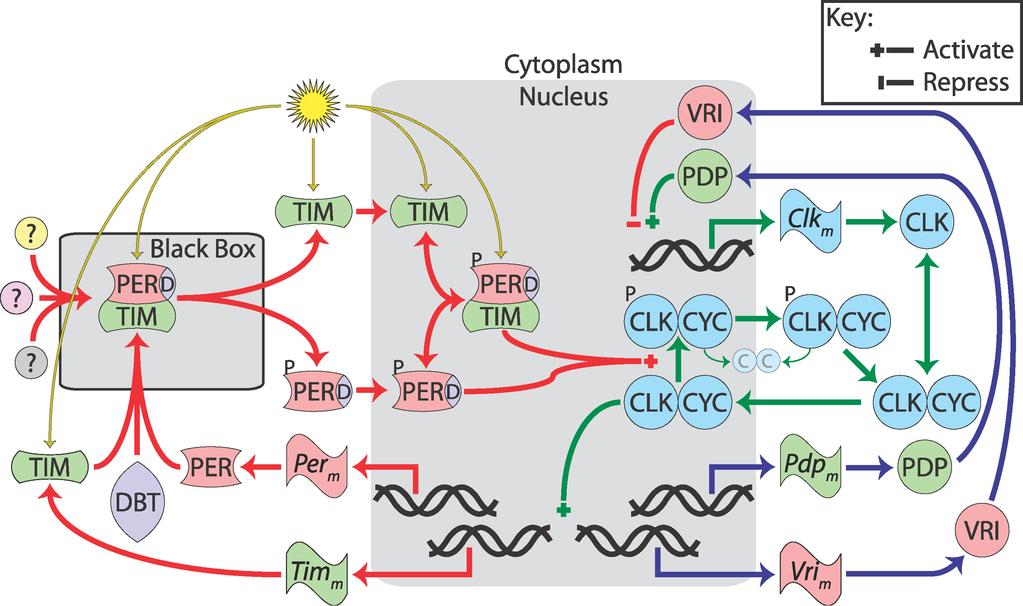Figure 2.1: A detailed framework of circadian rhythms in Drosophila. PER, which dimerizes with TIM before localizing to the nucleus via an uncharacterized mechanism.