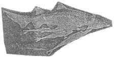 For example sucker fish, remora often attaches to a shark by means of its sucker which is present on the top side of its head.