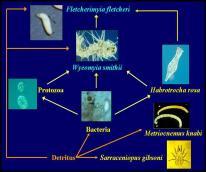 The concept of a model system Basic biology and natural history of a species well known