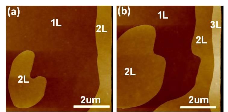 Supplementary Figure 3 Sequential AFM images of the growth process of C 8 -BTBT on BN.