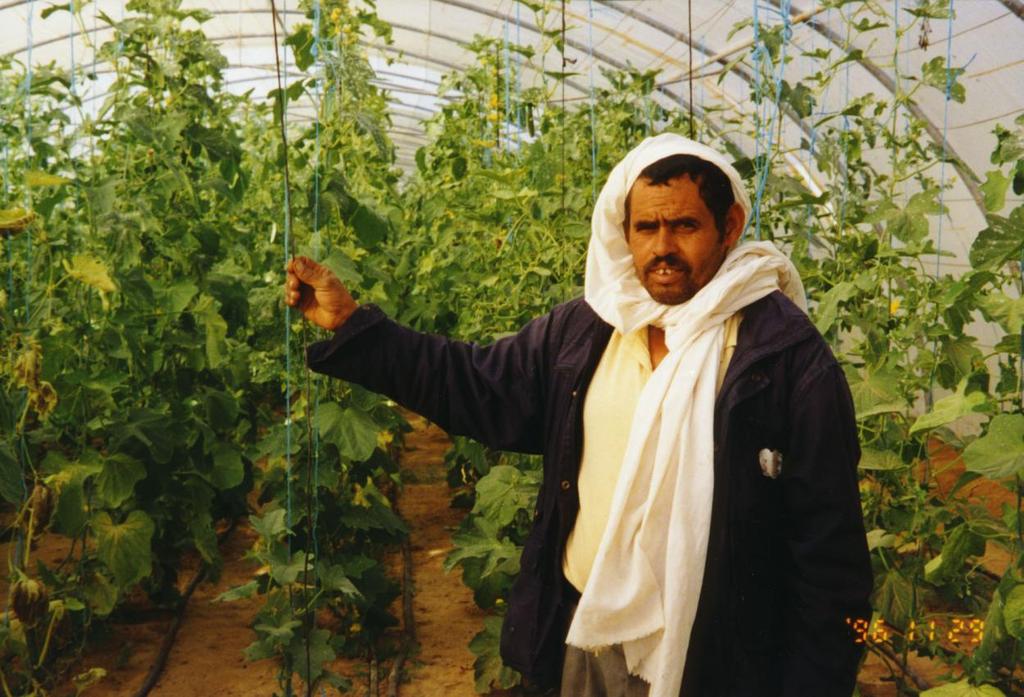 Geothermal Greenhouses in Tunisia Fast expansion to 194 hectares in 2009.