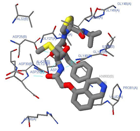 3-D view of inhibitor-enzyme interactions: (From PDBSum code 1hpx) The thicker tube structure represents the inhibitor (KNI-272).