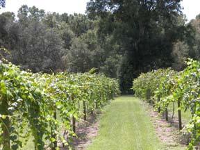 Captures of GRB in Florida Vineyards Average # of GRB/month 45 40 35 30 25 20 15 10