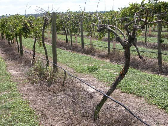 Typical Signs of Grape Root Borer Infestation Wilting and