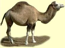 A quote of the week (o camel of the week): Minds ae like paachutes they only function when open Thomas Dewa 1 Entopy and eaction spontaneity Back to the II law ot themodynamics A spontaneous change