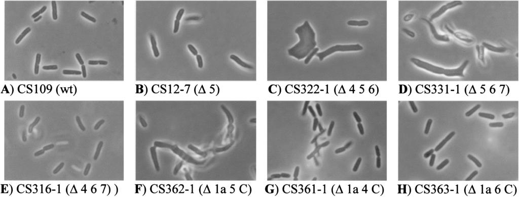 VOL. 183, 2001 ROLE OF PBPs IN MAINTAINING CELL SHAPE IN E. COLI 3059 FIG. 1. Morphology of PBP mutants of E. coli. Overnight cultures of E.