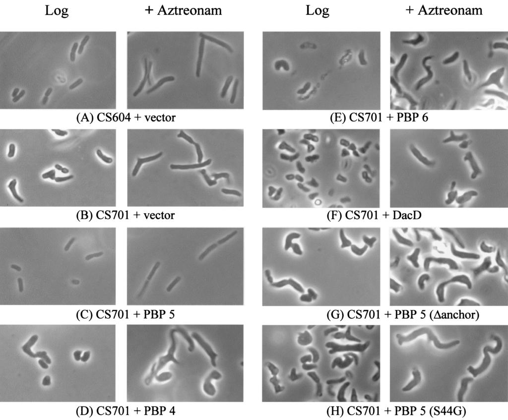 3060 NELSON AND YOUNG J. BACTERIOL. FIG. 2. Complementation of PBP mutants by DD-carboxypeptidases. E.