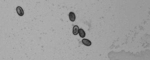Embryo Adult L1 3