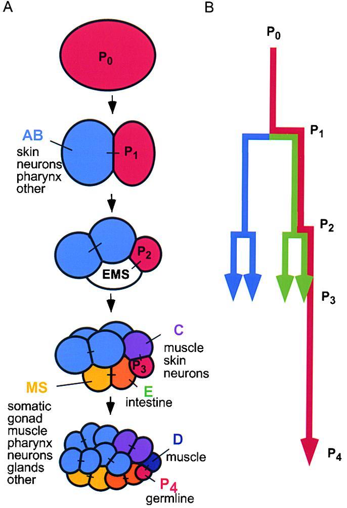 Founder Cells are established that give rise to specific cell fates On the left is an illustration of the initial cleavage events, and on the right is the cell lineage.