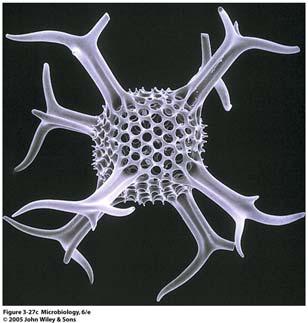 html Single-celled Eukaryotic Photosynthetic Fresh water and marine environments Examples: Diatoms, dinoflagellates
