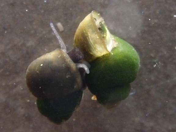 So what are springsnails? Sexual dimorphism Taxonomically identified by their reproductive tract, and recently through genetic markers Hershler, R. 1994.