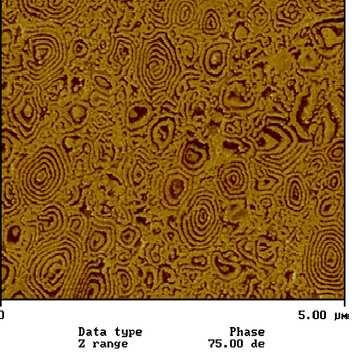 Figure 3. AFM image (phase contrast) of a p(mma/ba-b-ba-b-mma/ba) latex film allowed to dry at room temperature for 4 days. 6 Dark regions are low modulus (or soft) phase, i.e., poly(butyl acrylate).