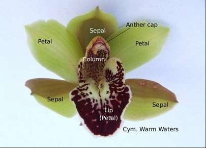 Leaves are usually single, from a bulb, or spaced evenly along a stem. They are often tough, thick and leathery and may last several years 2. They also have three petals and three sepals.