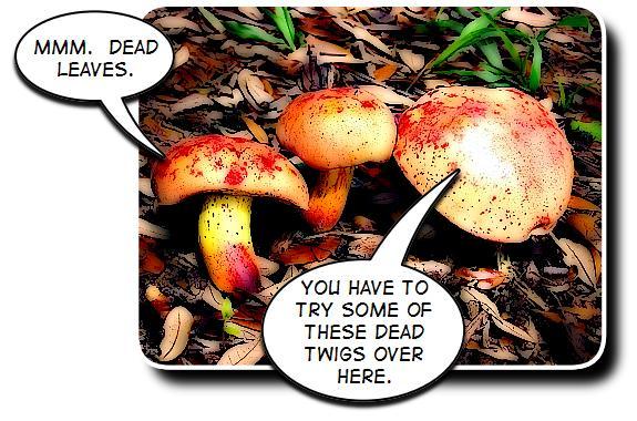Chapter 15: Page 140 Before you start imagining a mushroom moving around like an animal and eating its food, let s get something straight. Fungi, like the mushroom, cannot move.