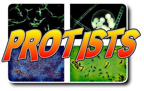 Chapter 15: Page 143 Each species of protist have a combination of traits from plants, animals and fungi!
