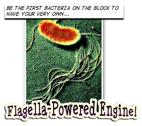 Chapter 16: Page 150 Bacteria reproduce by splitting in half to form a new organism. In addition, Some bacteria can move on their own. They have a body part called a flagella ( fla-gel-ah ).