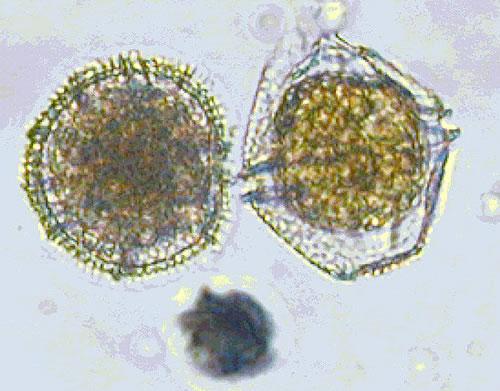 2. Toxins Toxins Dinoflagellates Paralytic Shellfish Poisoning 2 N Diarrhetic Shellfish Poisoning N N N 2 A 10 B 1 13 C 14 40 I N 37 G 28 Azaspiracid-1 32 F D 26 21 E Me 2 3