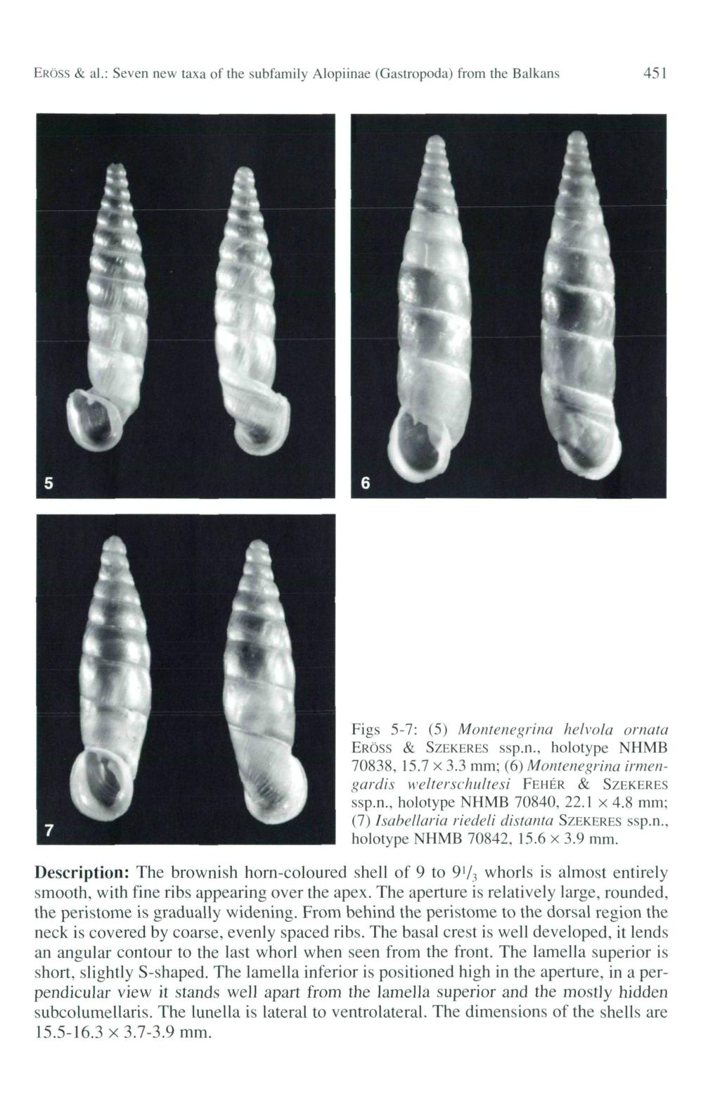 ERÖSS & al.: Seven new taxa of the subfamily Alopiinae (Gastropoda) from the Balkans 451 Figs 5-7: (5) Monténégrine/ helvola ornata ERÖSS & SZEKERES ssp.n., holotype NHMB 70838, 15.7 x 3.