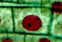 Interphase Mitosis Onion root tip Whitefish blastula