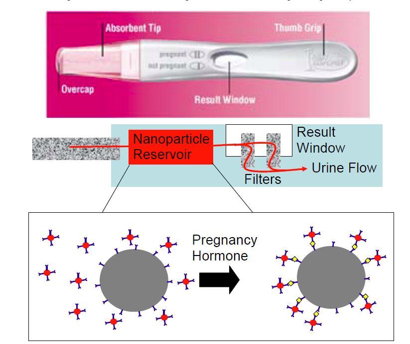Gold nanoparticles in sensors -pregnancy test 25 Urine passes from the flow stick to a central reservoir containing gold nanoparticles (red) and latex microparticles (grey).
