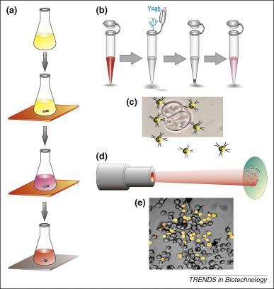 Gold nanoparticles for treating parasites -in the future Nanoparticles (20 nm) were coated with the same antibody that body produces for the parasite Toxoplasmosis gondii Nanoparticles will attach to