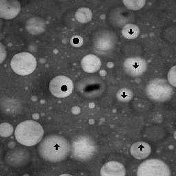 The latter is important for imaging particles (in fluorescence mode) in bulk. In this solvent mixture the PMMA spheres were found to carry a charge [48, 49].