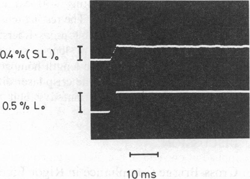 Note the relaxation of sarcomere length due to an internal redistribution of sarcomere lengths which was also found by Brenner et al. (1982).