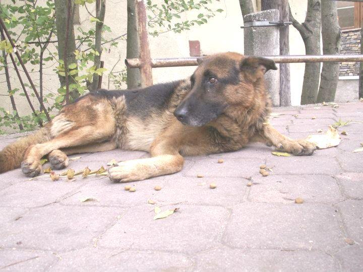 Once, when he was two hours late for work, he d made up a lie about a German shepherd he d found