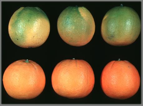 to enhance coloration Mary Lu Arpaia University of California, Riverside Chloroplast