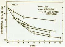 The Degreening Atmosphere - Ethylene Results in the destruction of chlorophyll and the