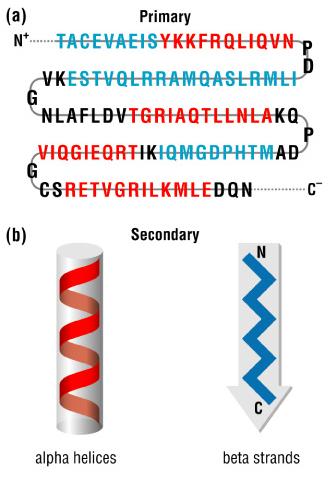 Reverse ( ) strand N (intergenic region) Chapter 8: RNA secondary structure An RNA sequence is single stranded and folds into a characteristic secondary structure by forming base pairs with itself.