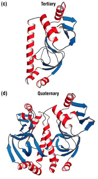 Given only the primary sequence of a protein, how to predict its secondary structure? Chapter 10: Protein tertiary structure The tertiary structure of a protein determines its function.