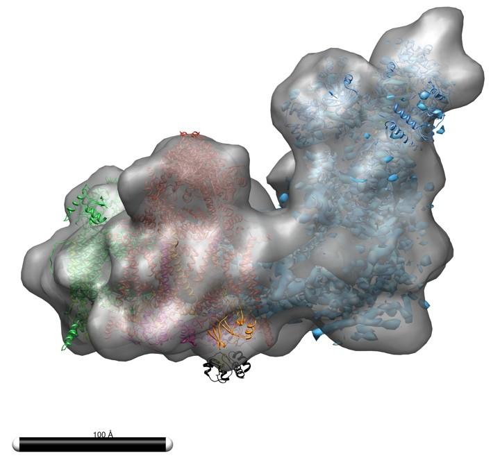 Respiratory chain supercomplex I1II2IV1 complex I (NADH UQ oxidoreductase) Hunte, Zickermann et al, 2010 complex III2 (cytochrome c
