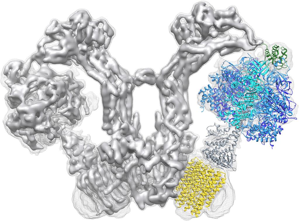 Kühlbrandt BMC Biology (2015) 13:89 Page 6 of 11 Fig. 5. Structure of the mitochondrial ATP synthase dimer from Polytomella sp. Side view of the two mitochondrial ATP synthase in the V-shaped dimer.