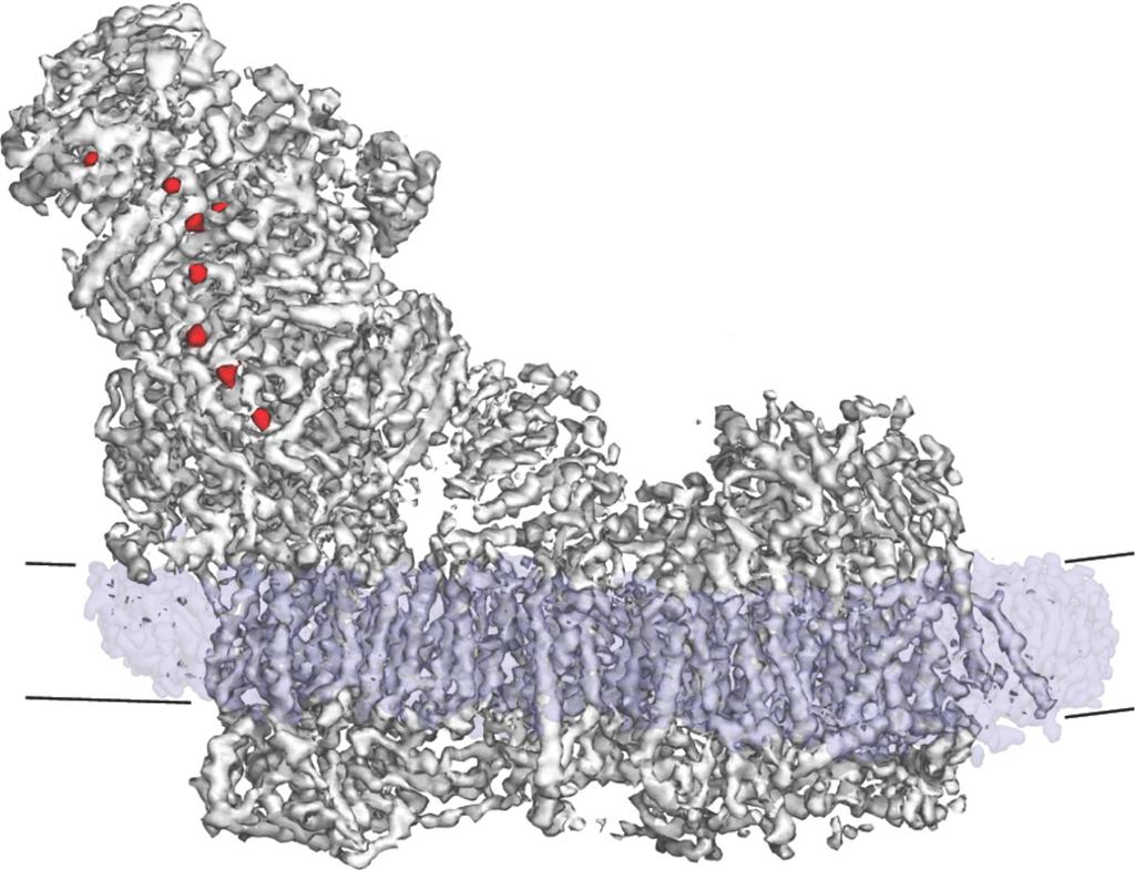Kühlbrandt BMC Biology (2015) 13:89 Page 7 of 11 Cryo-EM structure of complex I matrix membrane cristae lumen Fig. 6. Cryo-EM structure of bovine heart complex I.