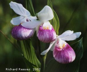 The following books are good sources of information on native orchids: (The first two books are out of print but can be found in second-hand bookshops) 1. Orchids of Minnesota, Welby R. Smith, 1993.
