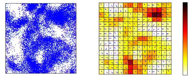Figure: Simulation of the Vicsek model: left position of particles, right density and mean