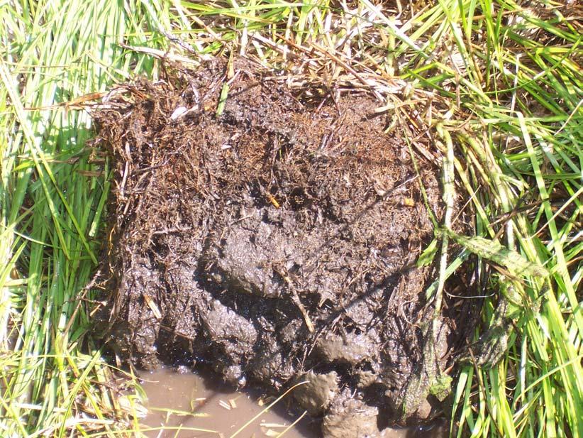 Soils in the Fen To be mapped as an organic soil the muck layer