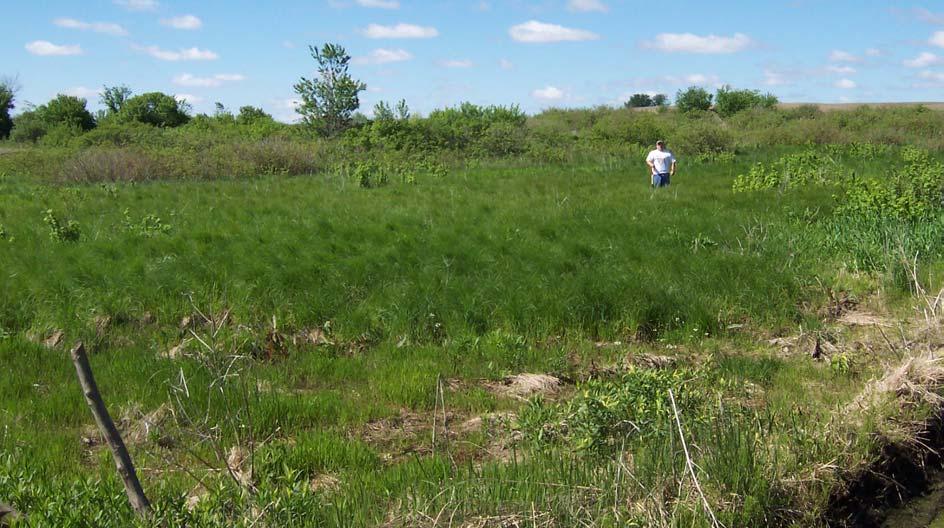 Landscape Setting in Till Plains Fens in SE Minnesota Mostly in