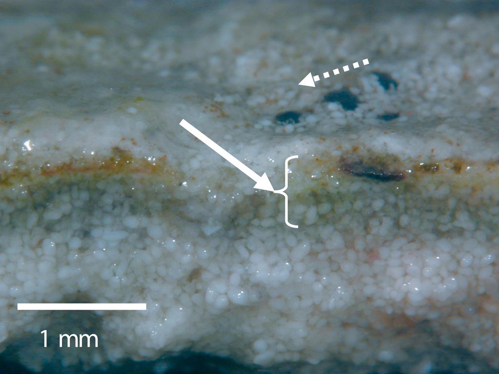 26 Mar Ecol Prog Ser 349: 23 32, 2007 Fig. 1. Cross section of a sample of stromatolite mat collected from Highborne Cay, July 2006.